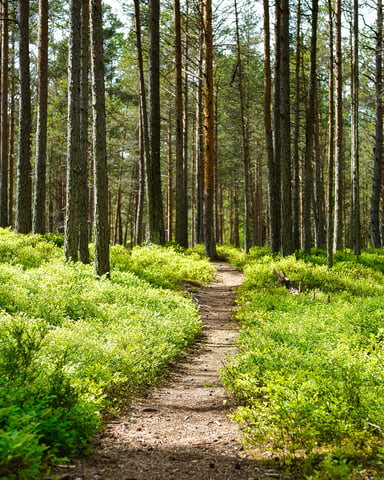 Winding dirt trail through a pine forest with green undergrowth