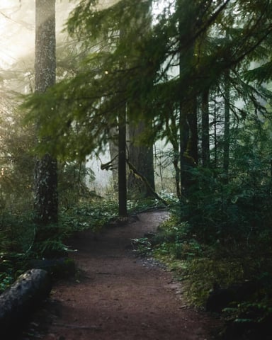 Sunlit forest trail with golden light filtering through tall Pacific Northwest pines