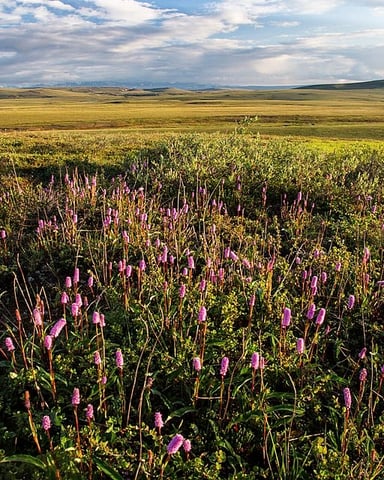 Open meadow with wildflowers and mountain views
